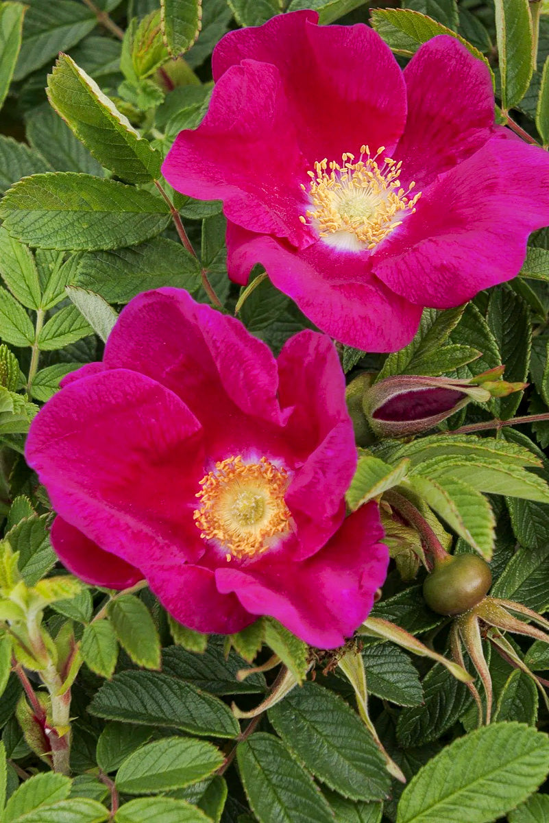 Rose, Seaside Swirl Red