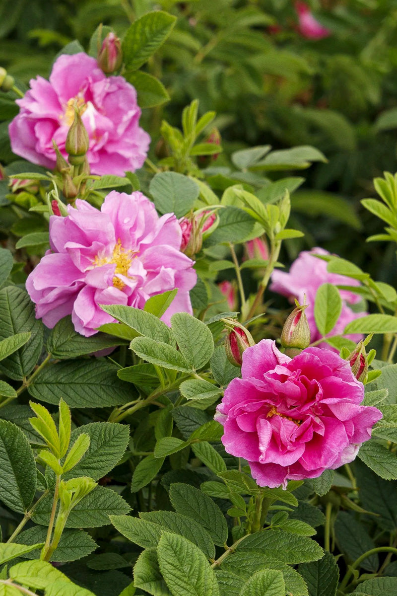 Rose, Seaside Swirl Pink