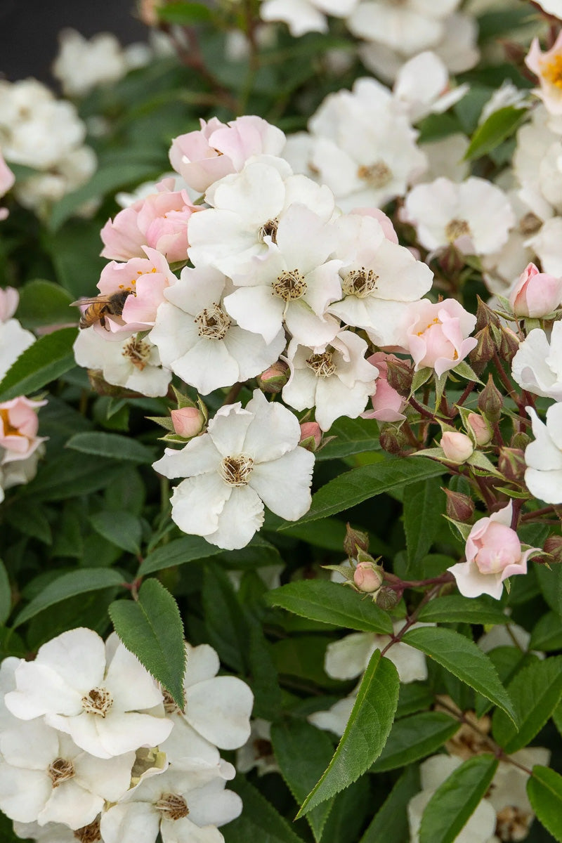 Rose, Honey Blush