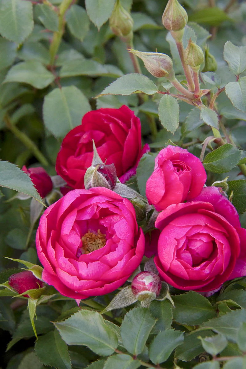 Rose, Nitty Gritty Pink