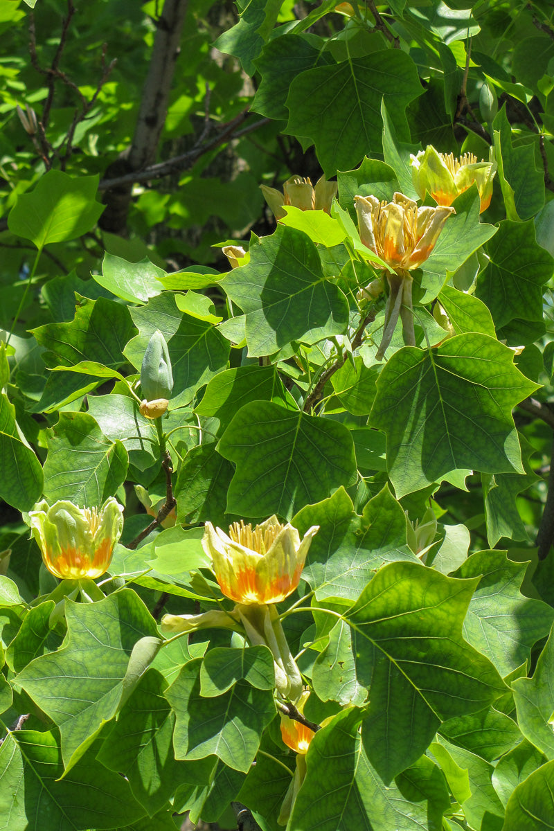 Tulip Tree