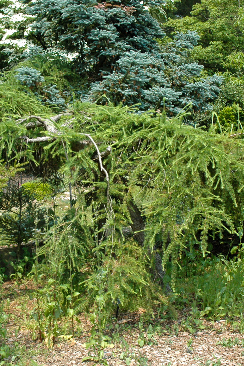 Larch, Varied Directions