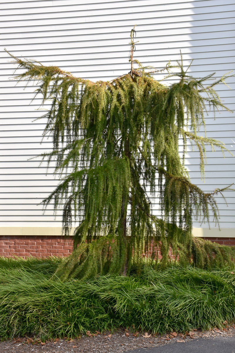 Larch, Varied Directions