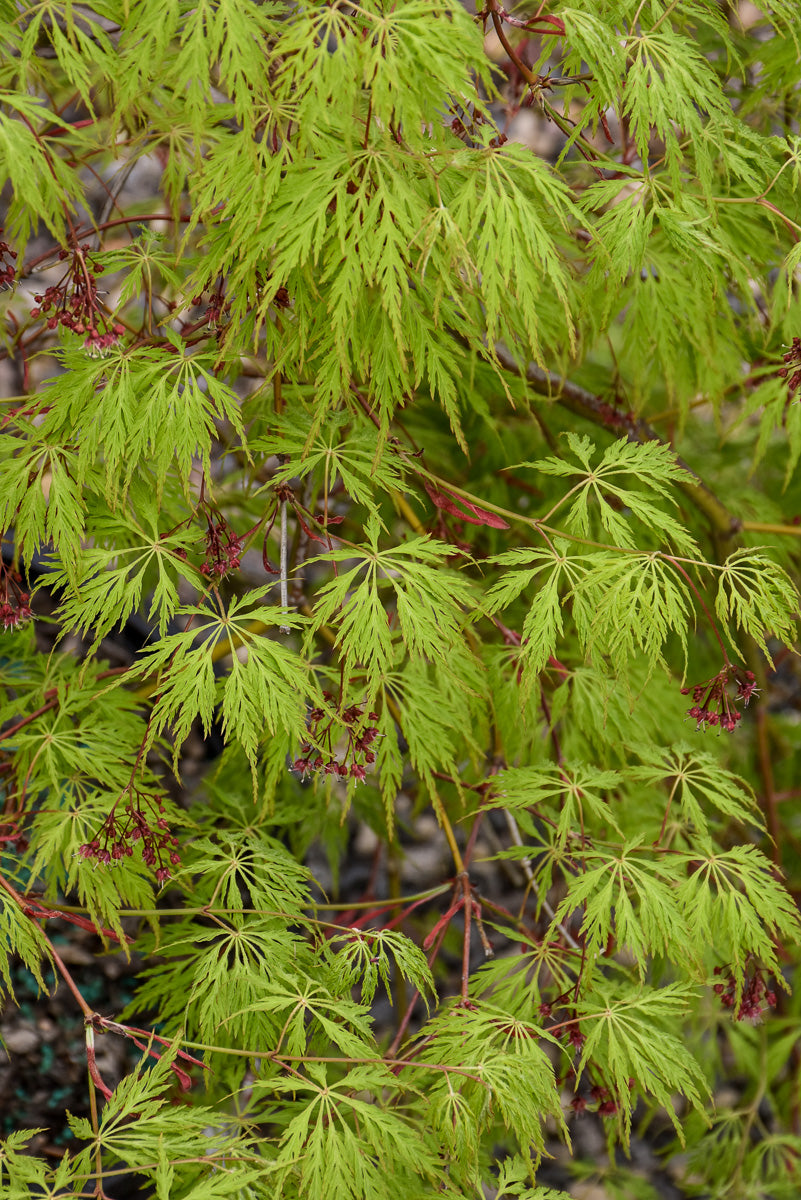 Korean Maple, Wabi Sabi
