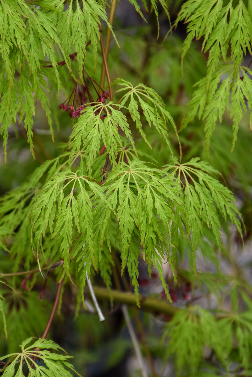 Korean Maple, Wabi Sabi