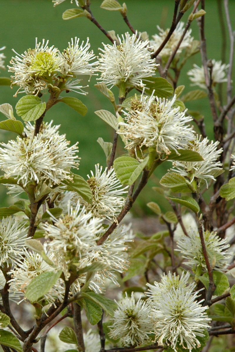 Fothergilla, Dwarf