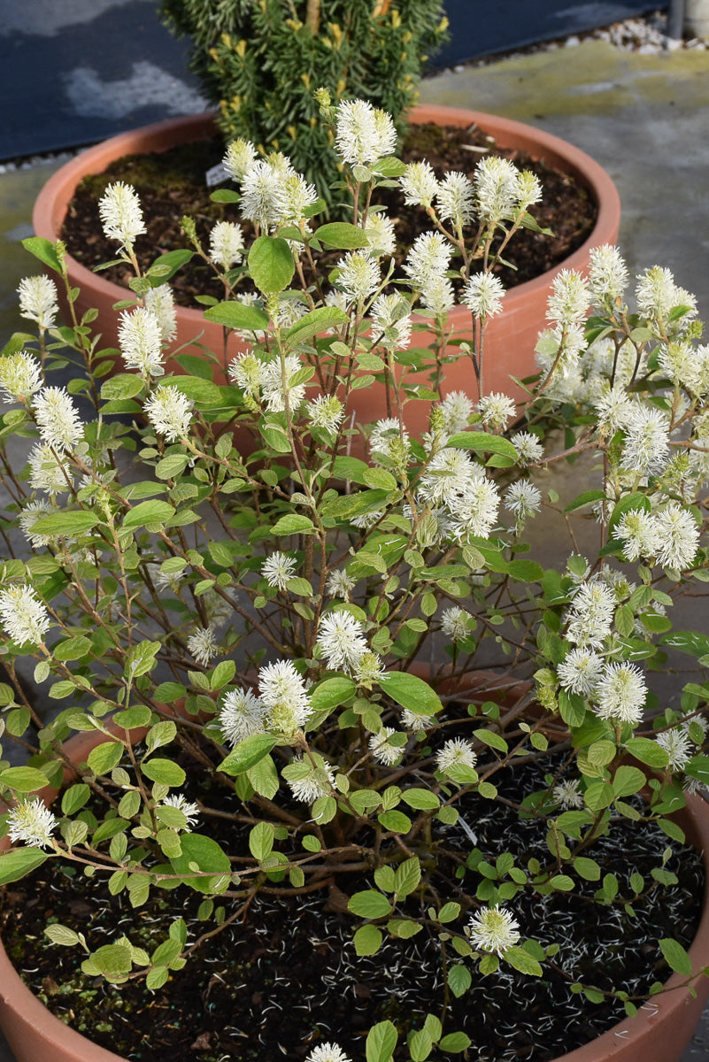 Fothergilla, Legend of the Small