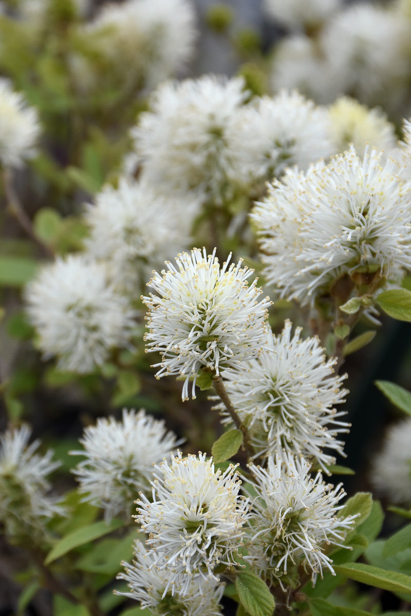 Fothergilla, Legend of the Small