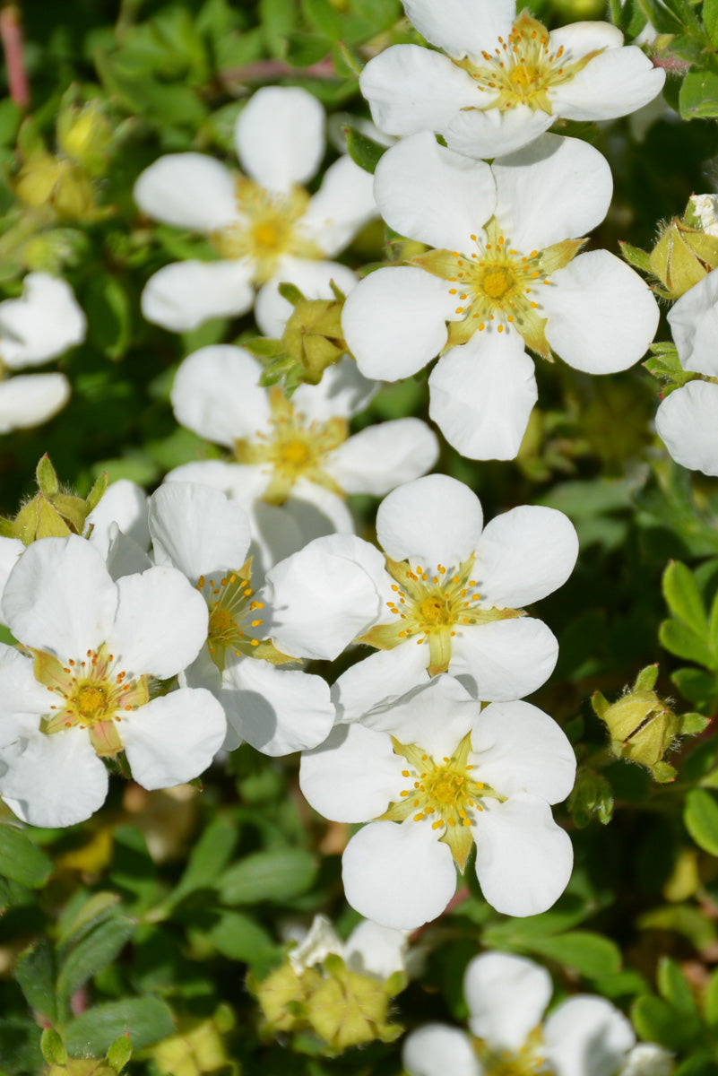 Potentilla, Happy Face White 2G