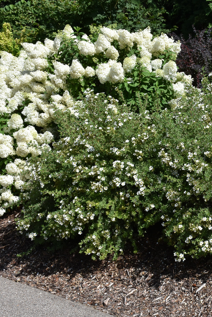 Potentilla, Happy Face White 2G