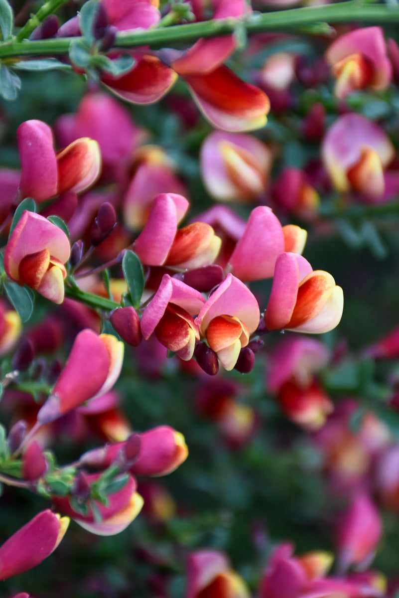 Scotch Broom, Burkwoods