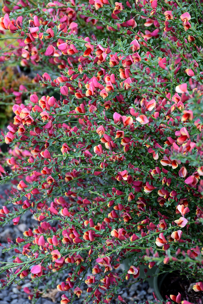Scotch Broom, Burkwoods