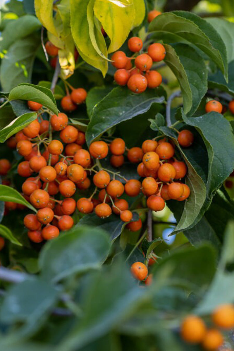 Bittersweet, American Autumn Revolution