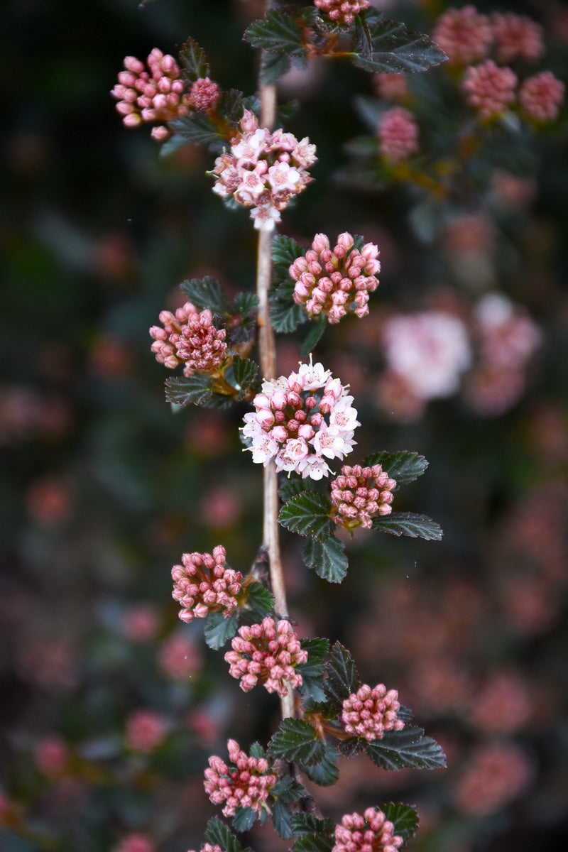 Ninebark, Little Devil