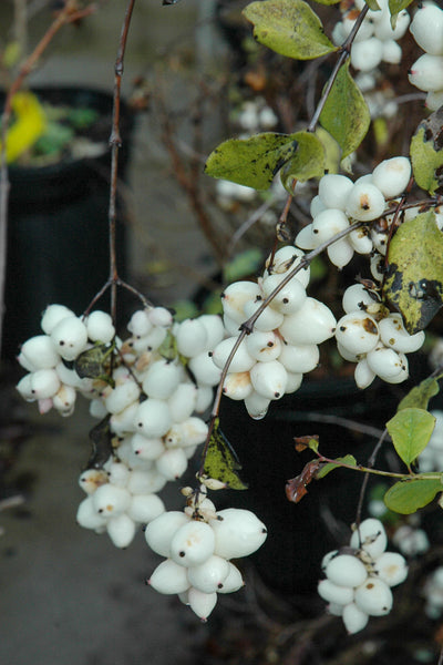 Snowberry, White Hedge