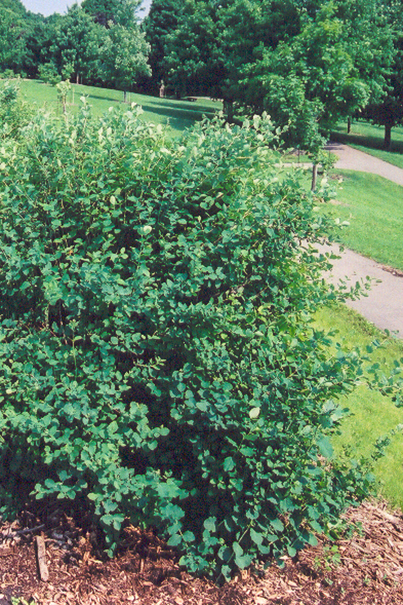 Snowberry, White Hedge