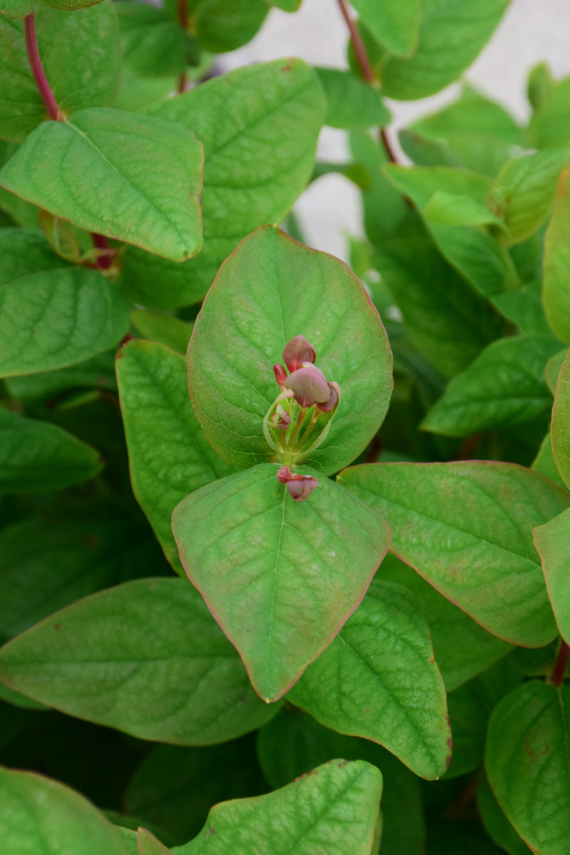 St. John's Wort, Floralberry Rose