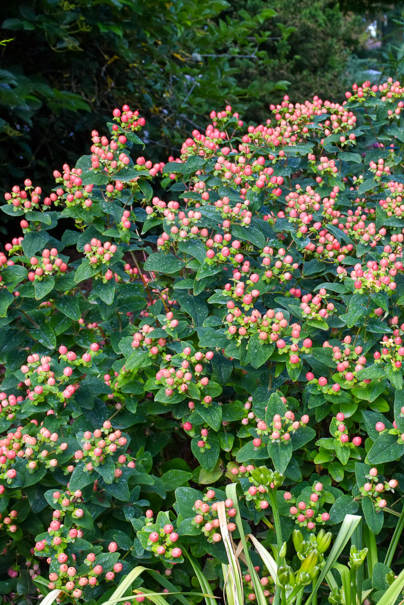 St. John's Wort, Floralberry Rose