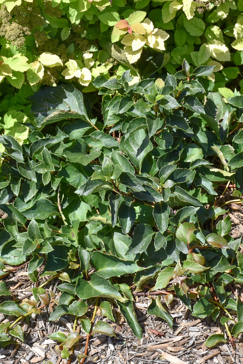 Vine, Hydrangea Japanese Rose Sensa