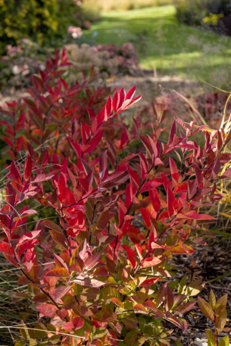 Sweetspire, Love Child