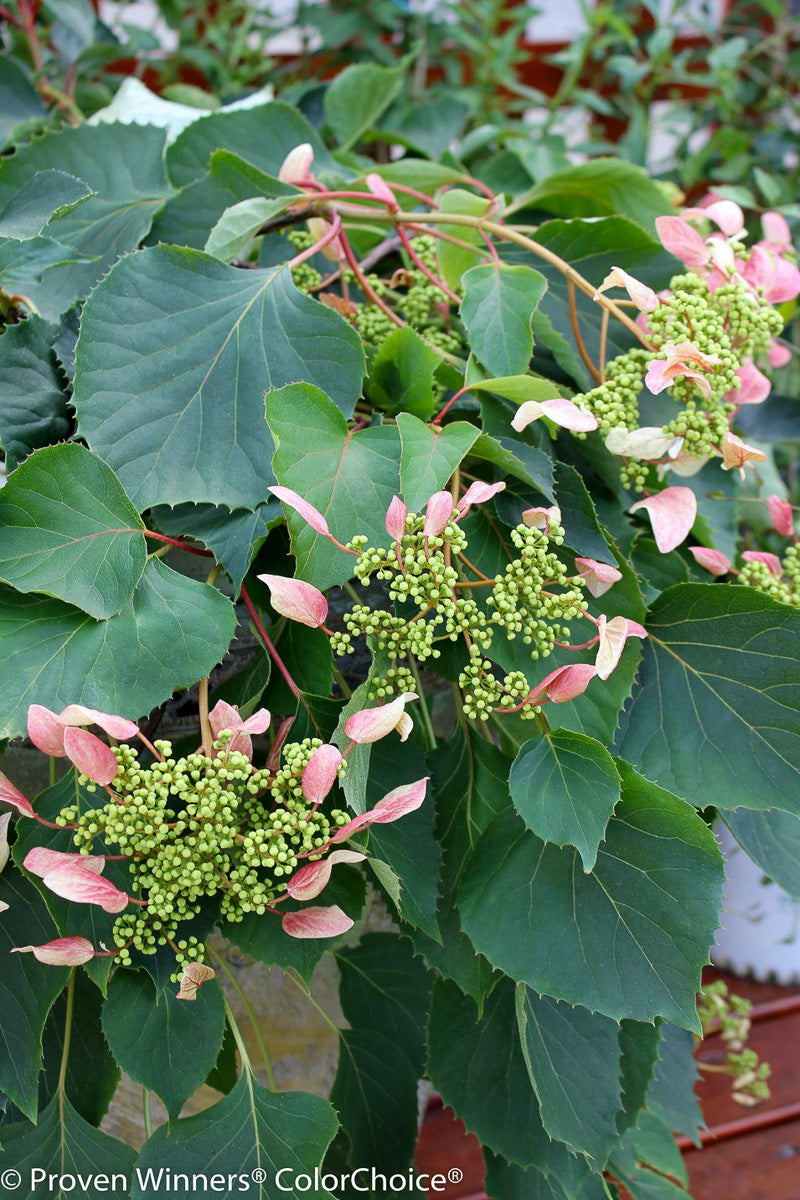 Vine, Hydrangea Japanese Rose Sensa