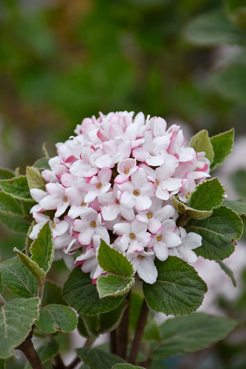 Viburnum, Sugar And Spice