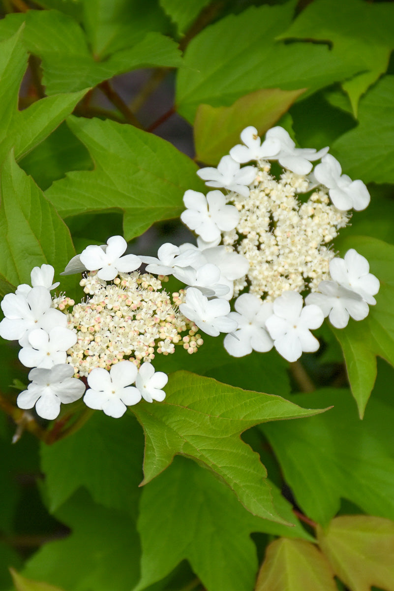 Viburnum, Cranbrry Redwing