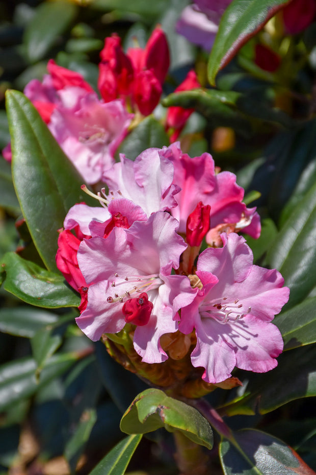 Rhododendron, Dandy Man Color Wheel