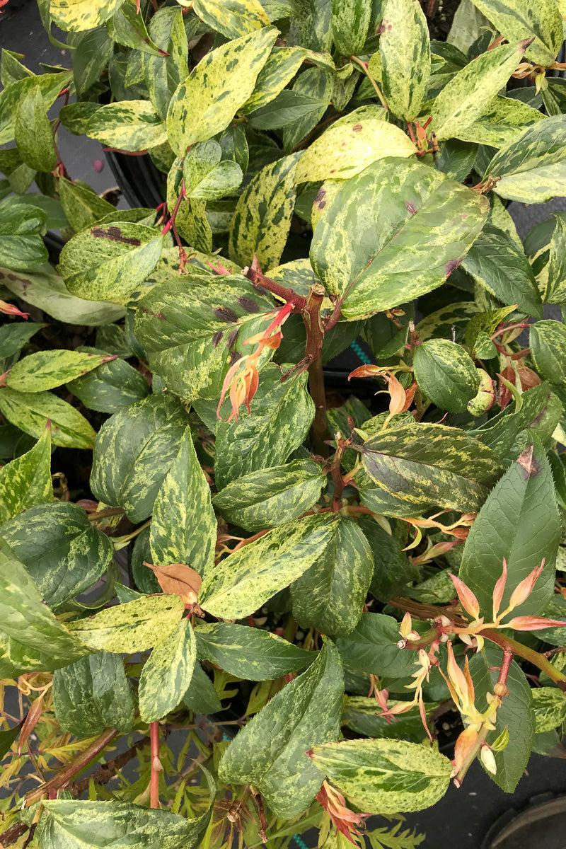 Leucothoe, Gerard's Rainbow