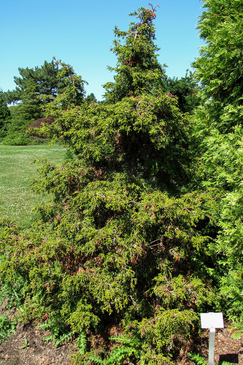Falsecypress, Torulosa