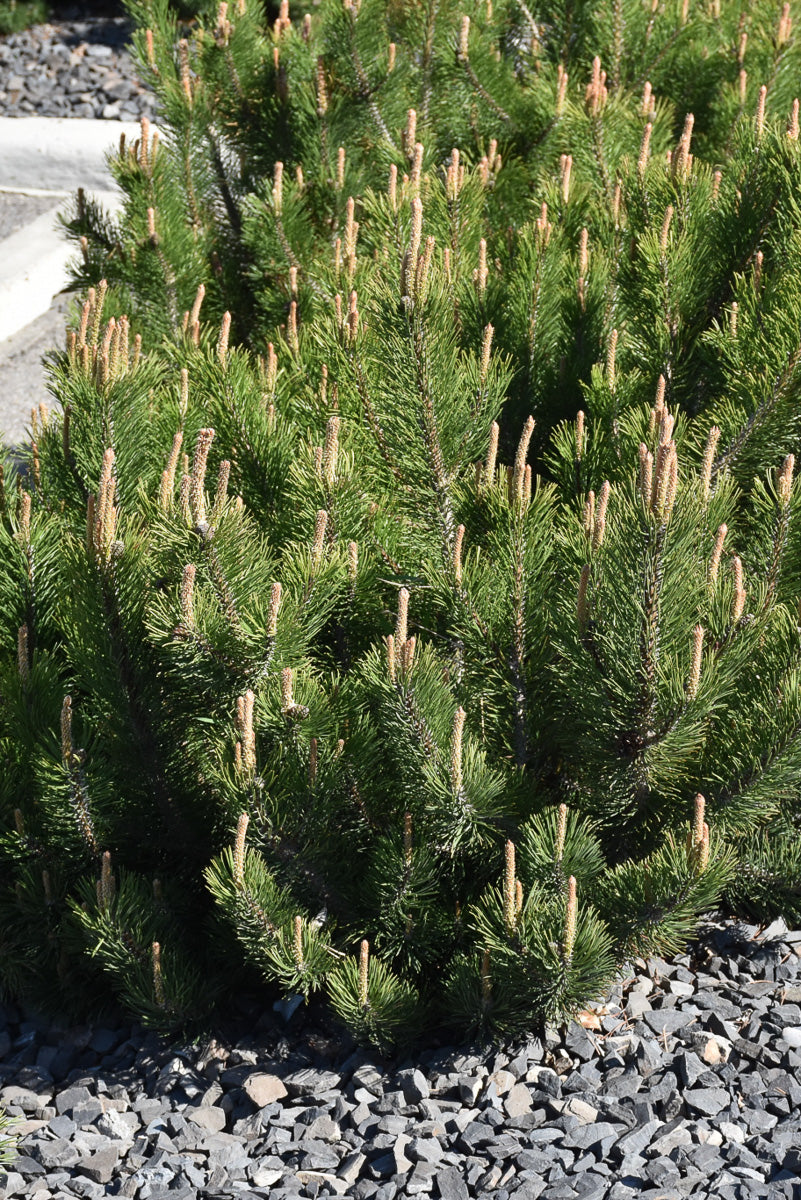 Pine, Mugo Dwarf