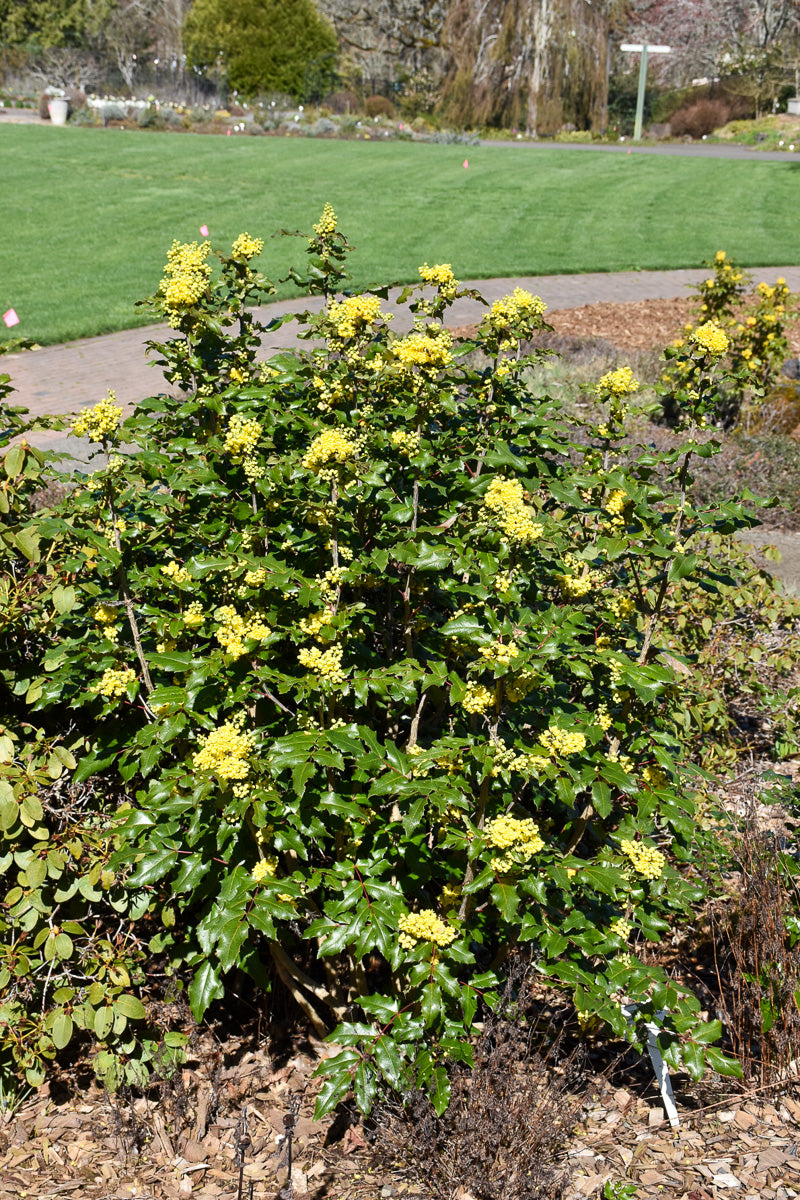 Oregon Grape Holly, Compact
