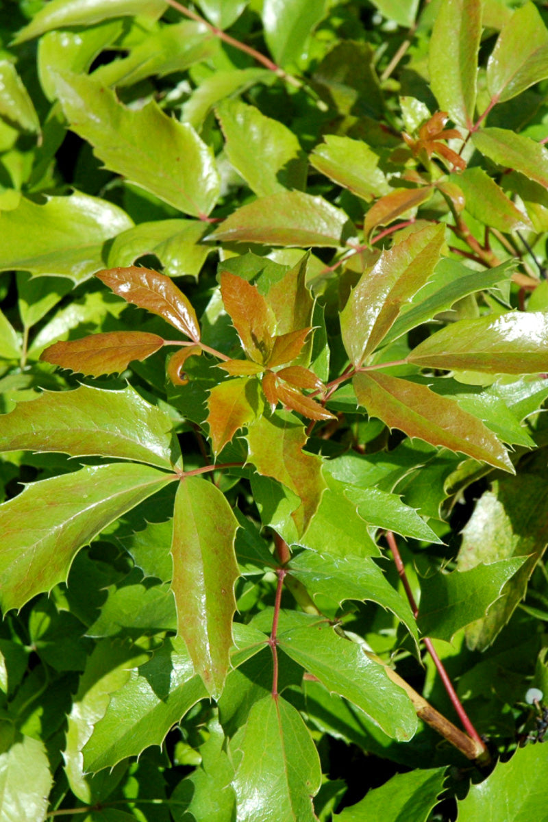 Oregon Grape Holly, Compact