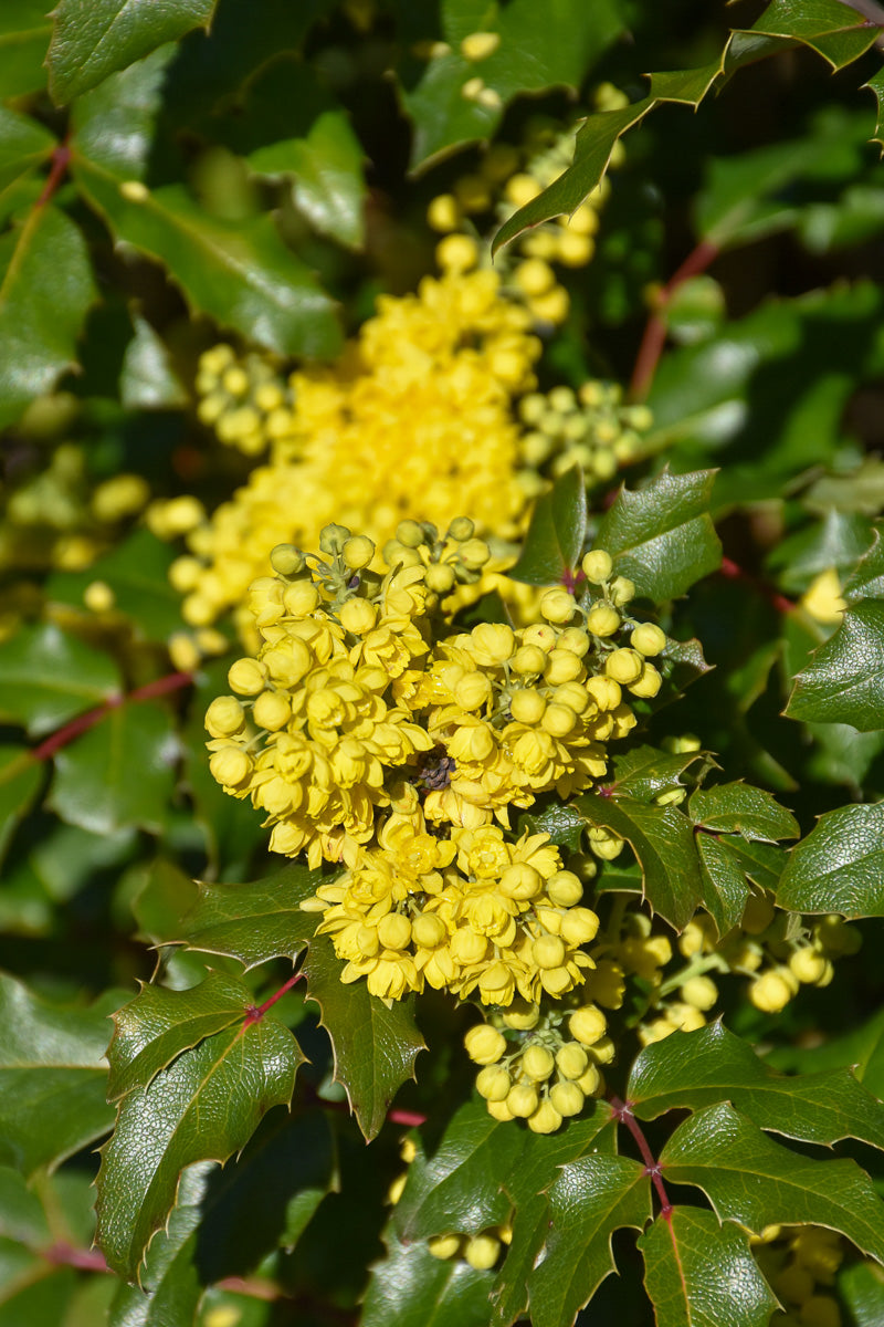 Oregon Grape Holly, Compact
