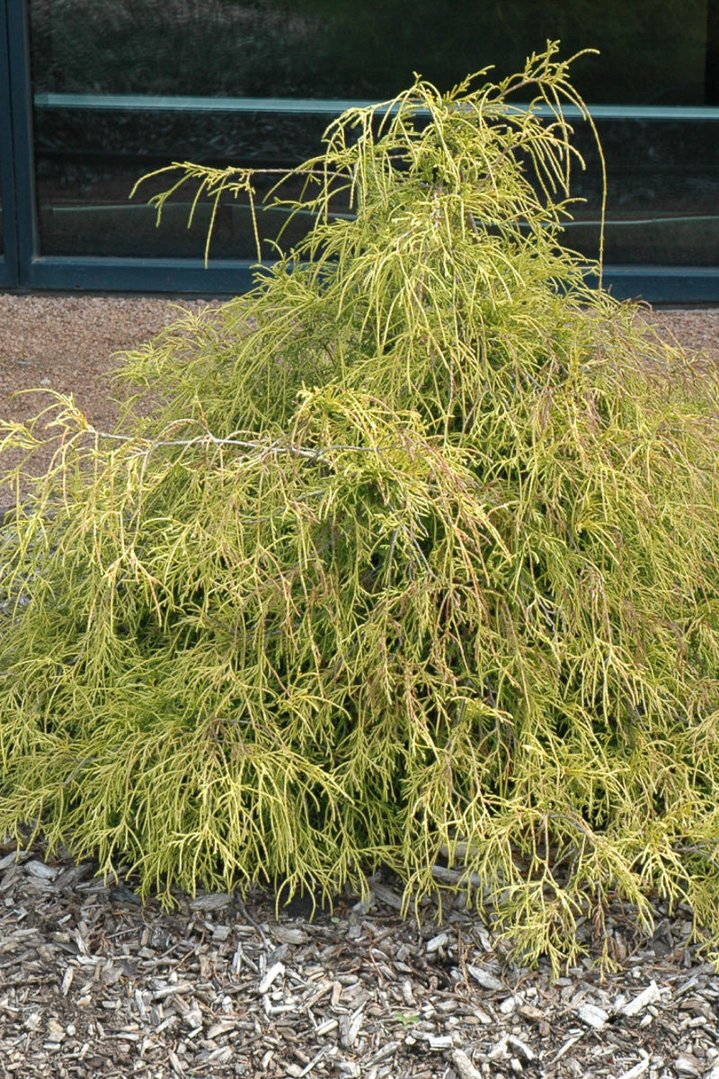 Falsecypress, Sungold