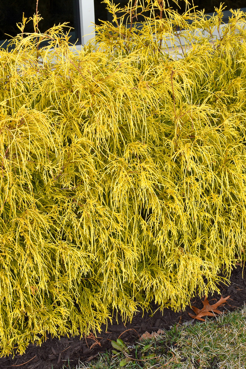 Falsecypress, Gold Charm