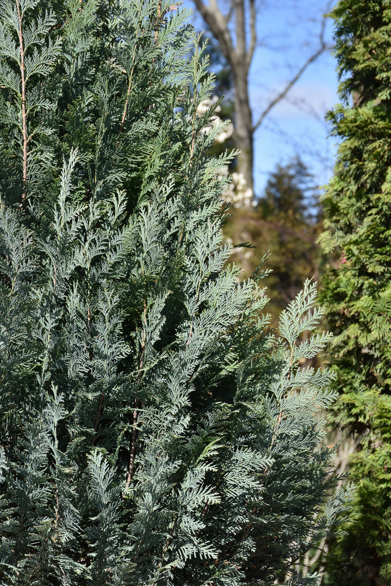 Falsecypress, Pinpoint Blue