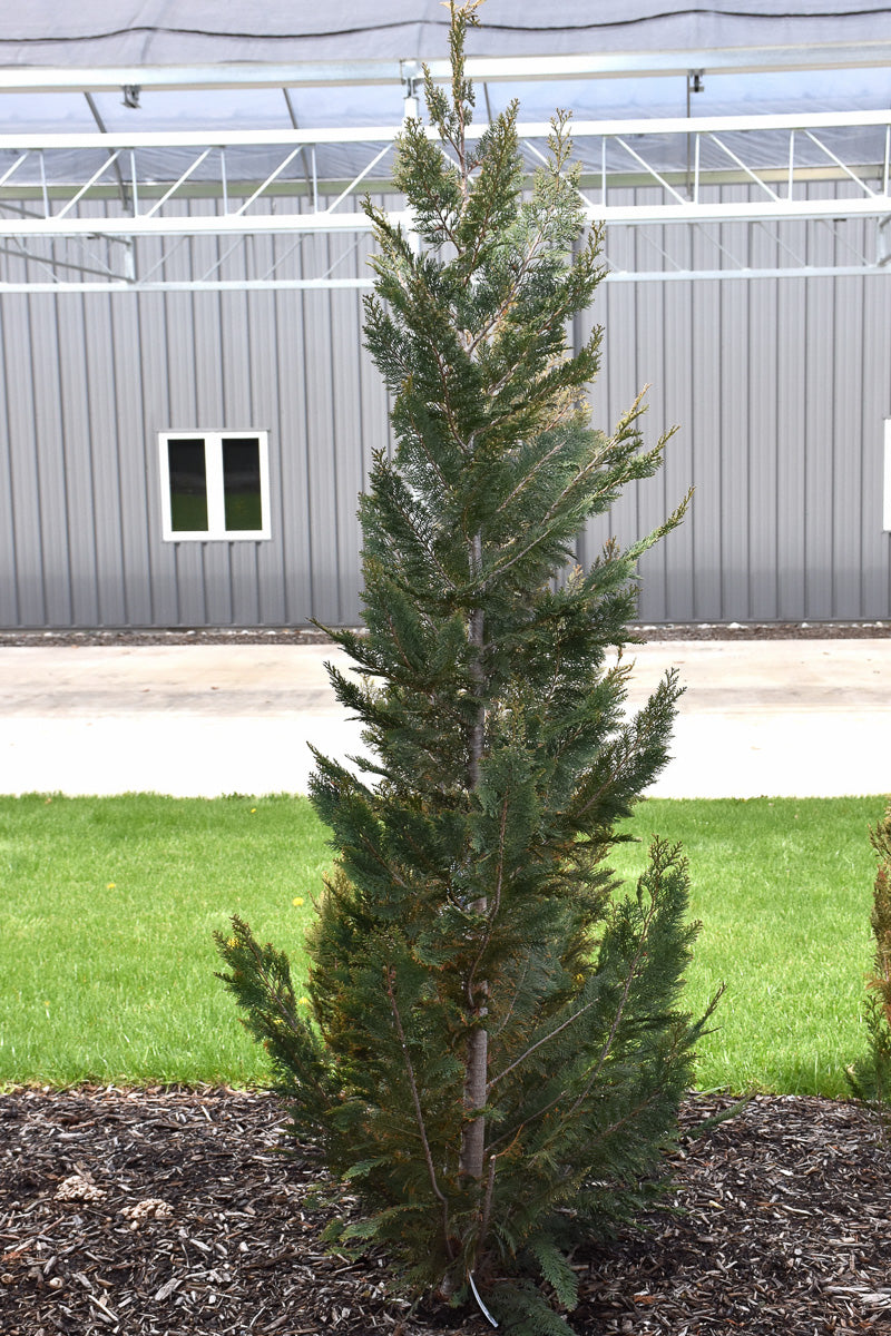 Falsecypress, Pinpoint Blue