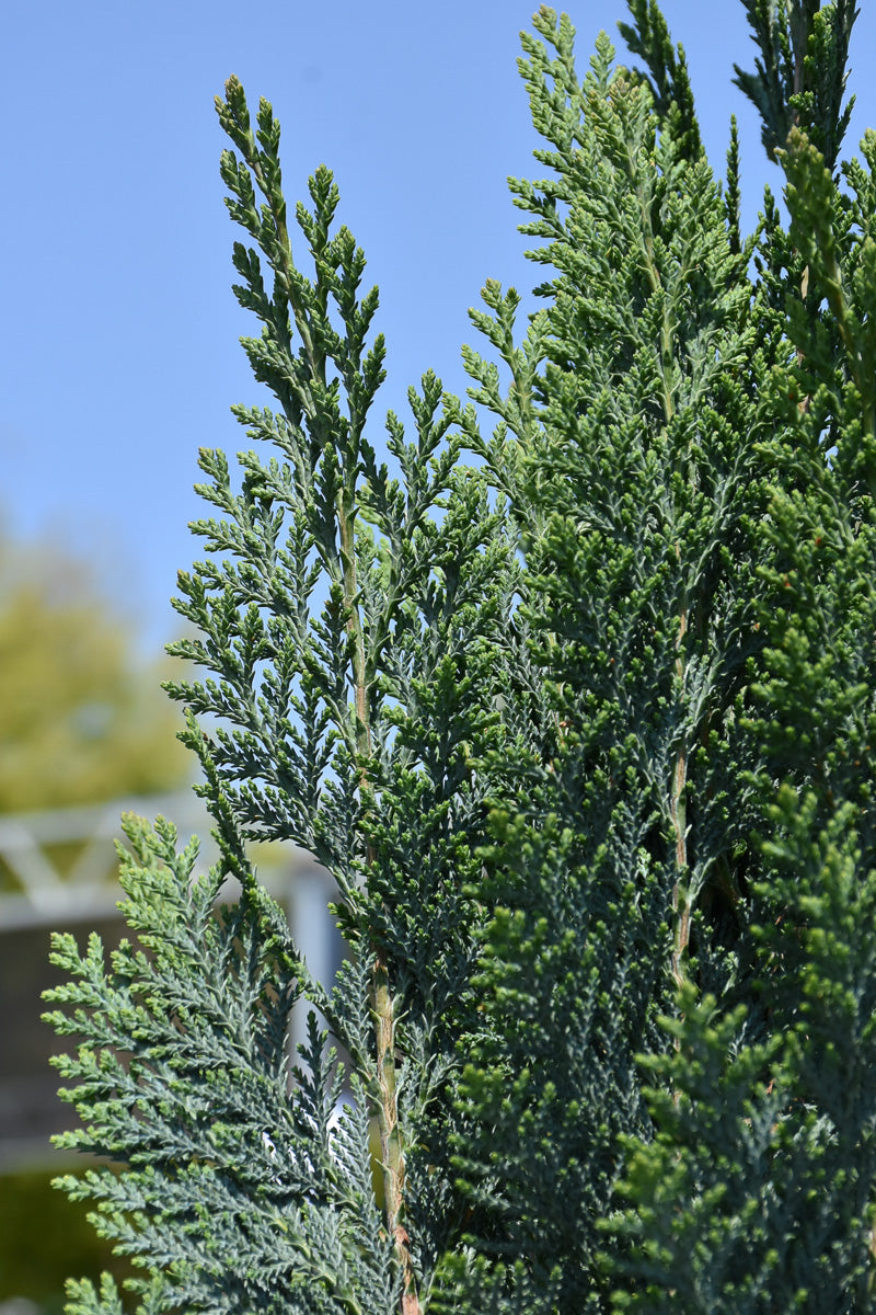 Falsecypress, Pinpoint Blue