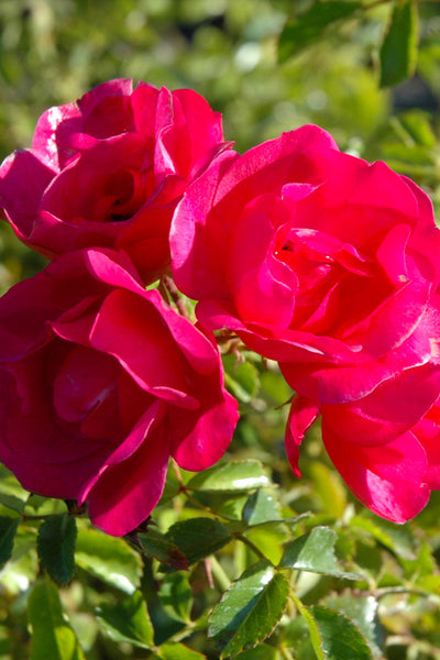 Rose, Floral Carpet Pink