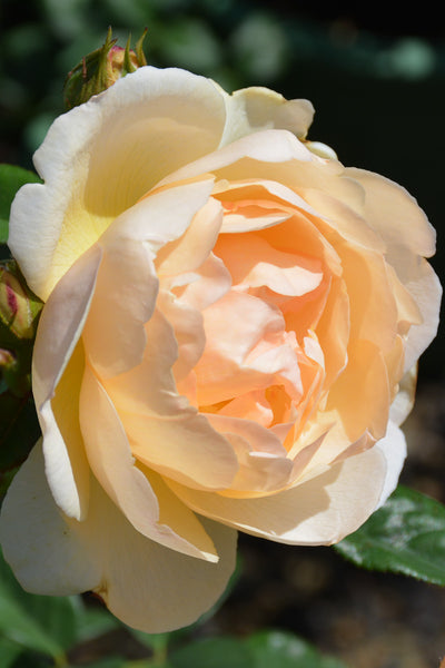 Rose, Wollerton Old Hall
