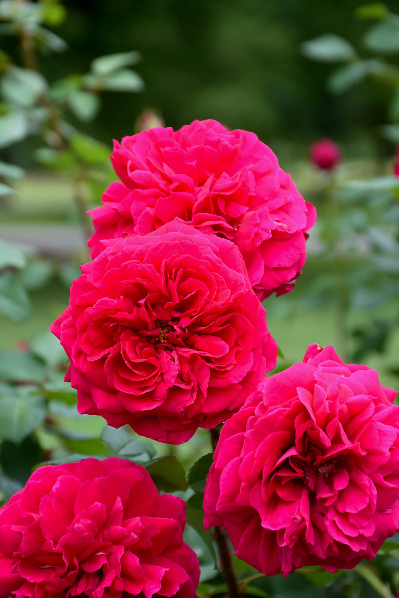 Rose, Tess of the D'Ubervilles