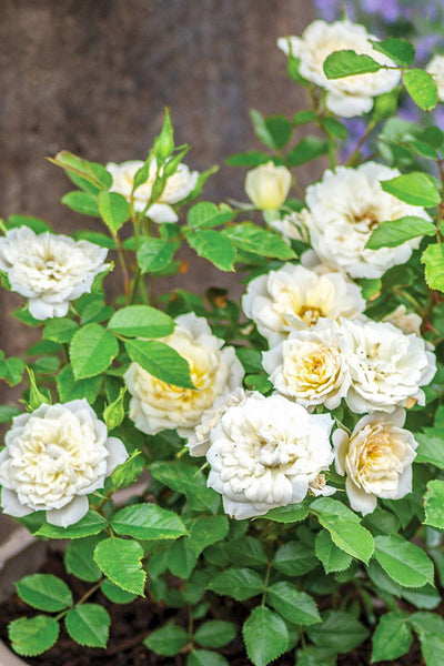 Rose, Miniature Rose White