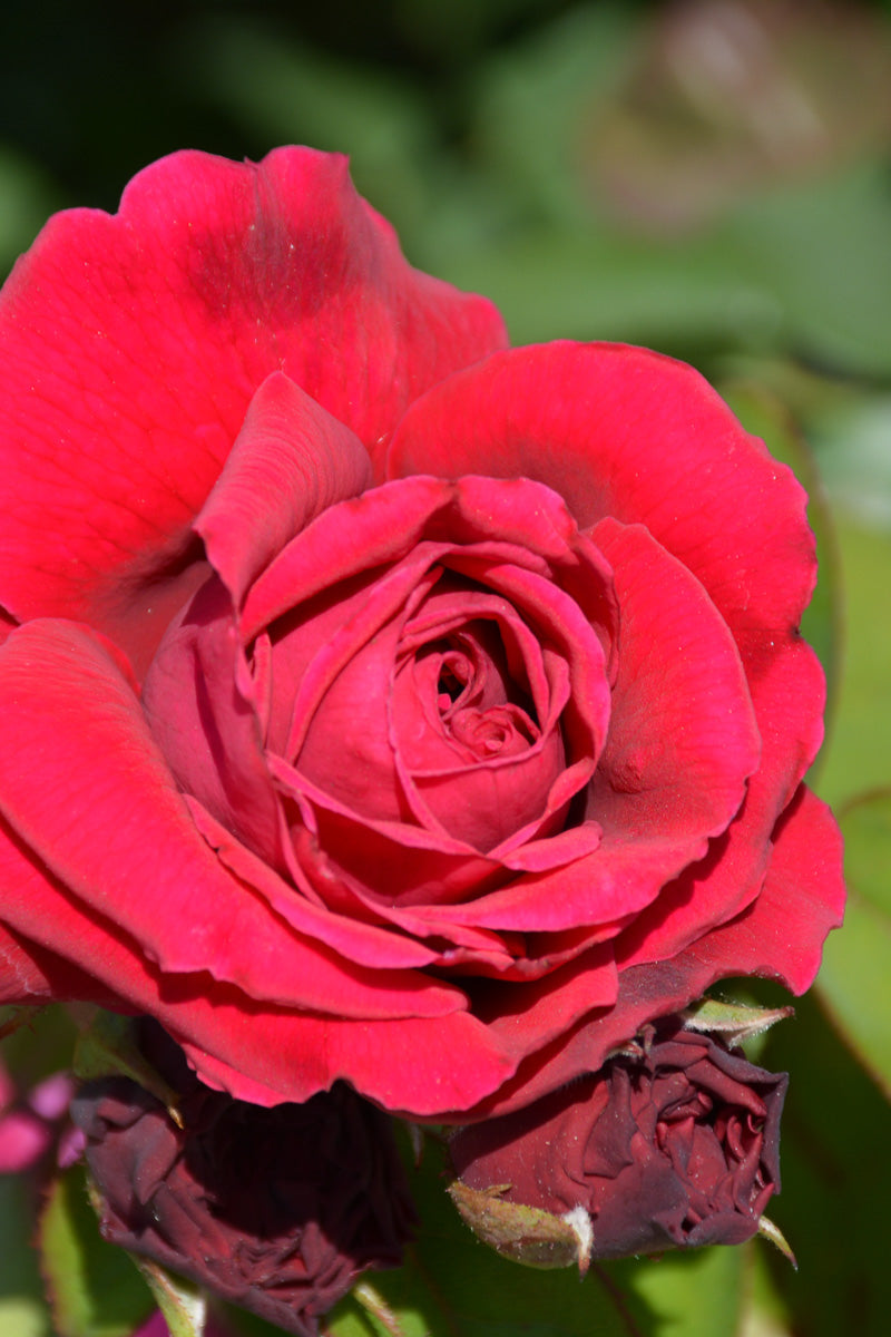 Rose, Tess of the D'Ubervilles