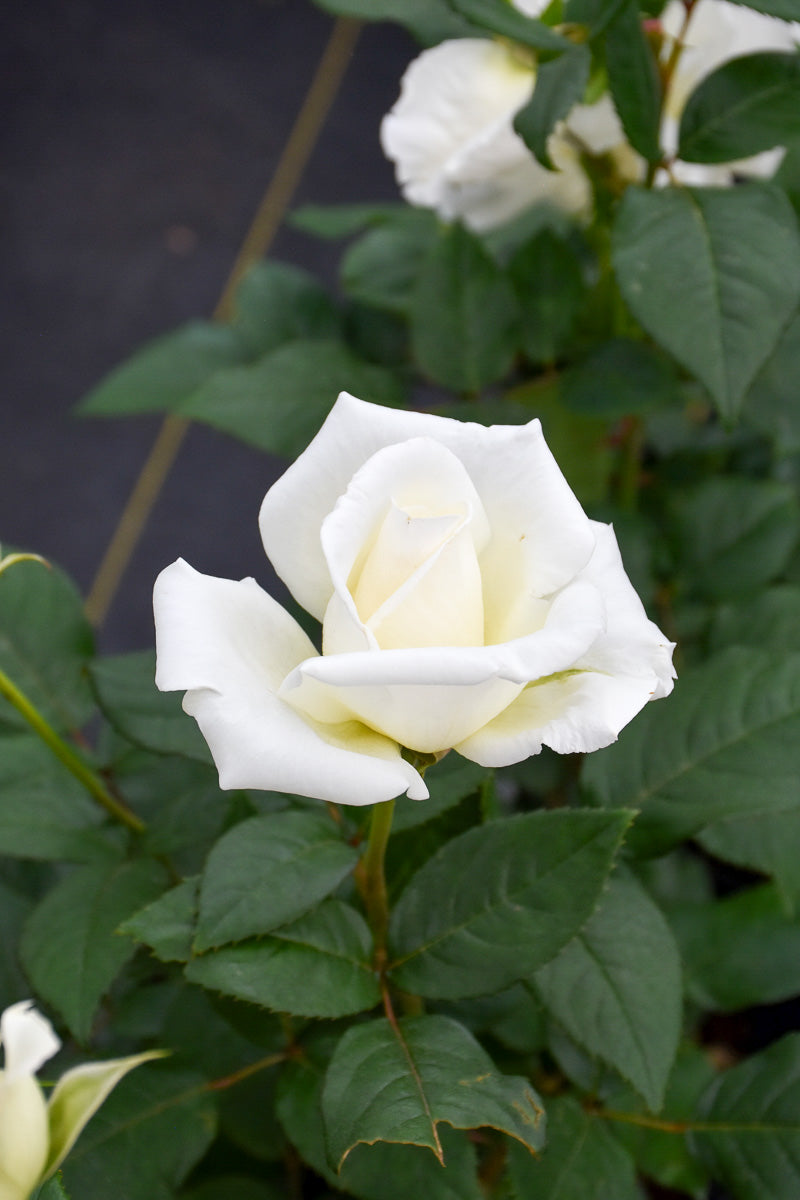 Rose, John F Kennedy