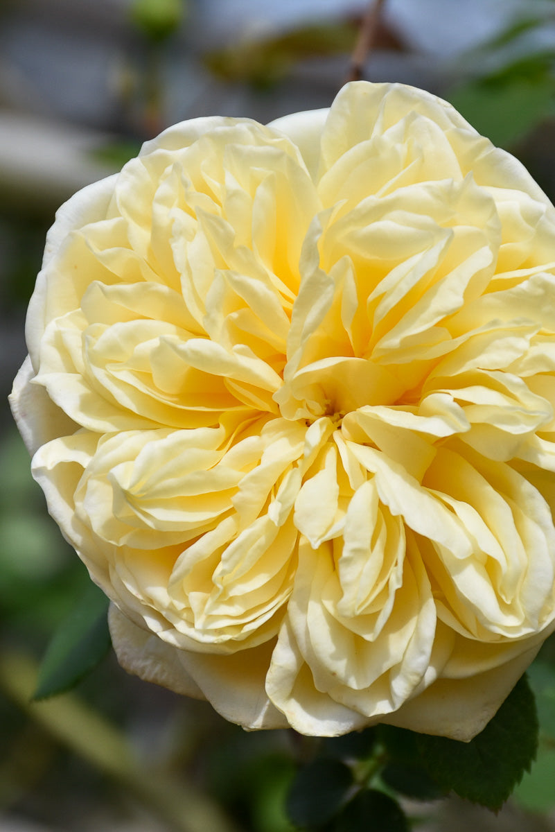 Rose, Teasing Georgia