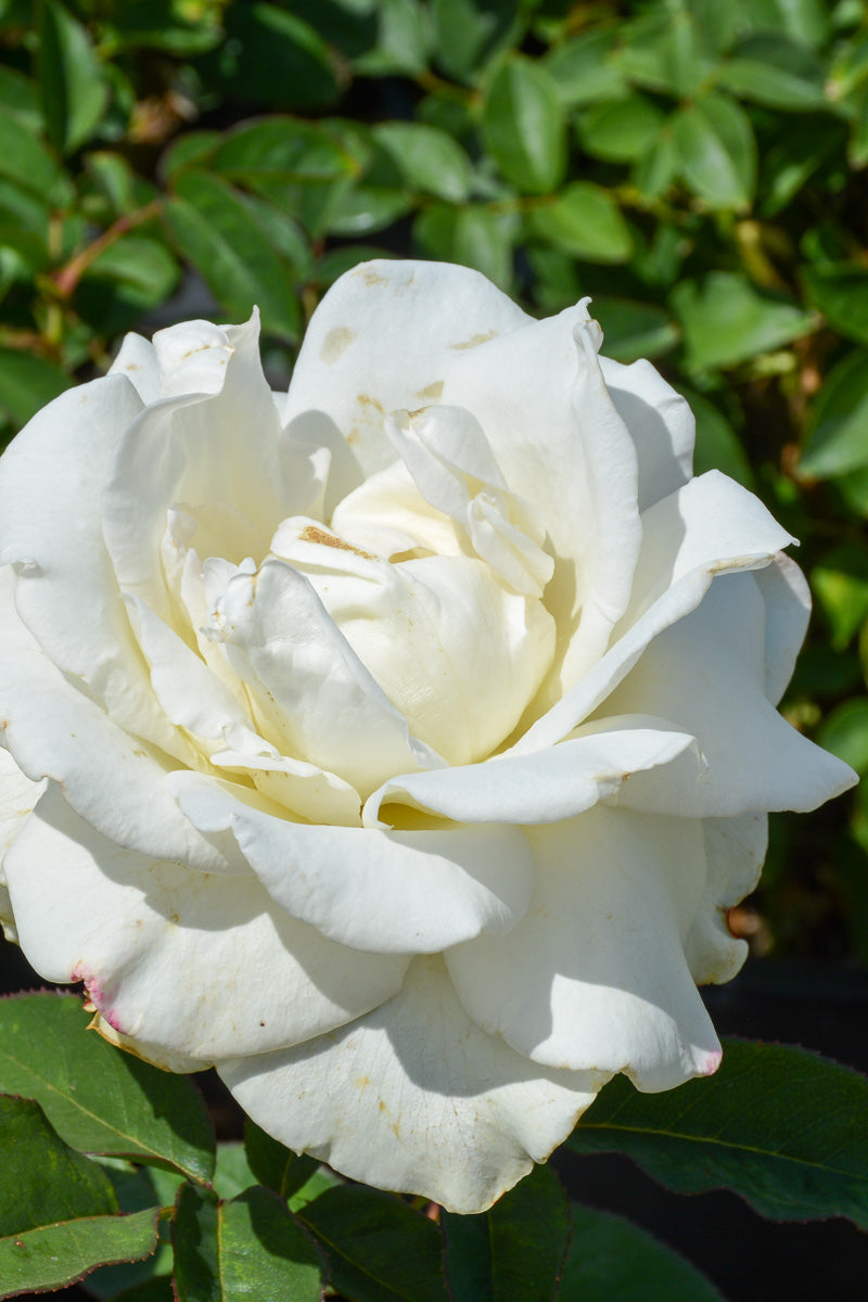 Rose, John F Kennedy