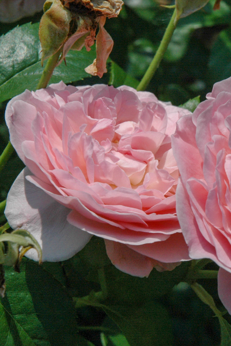 Rose, Strawberry Hill