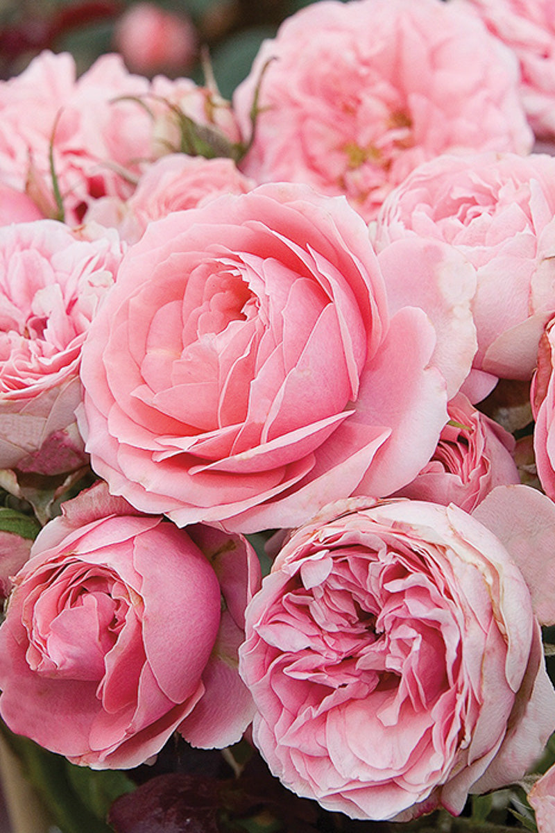 Rose, Miniature Rose Pink