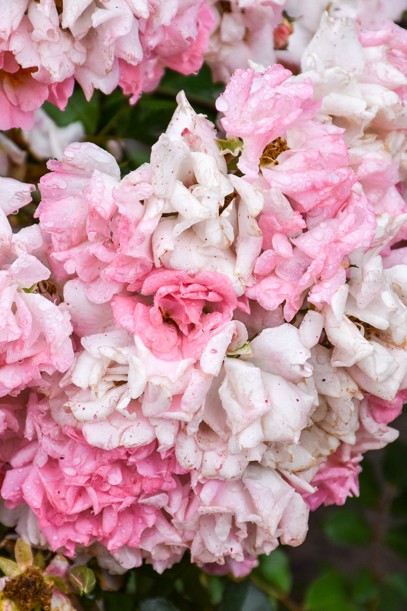 Rose, Drift Blushing